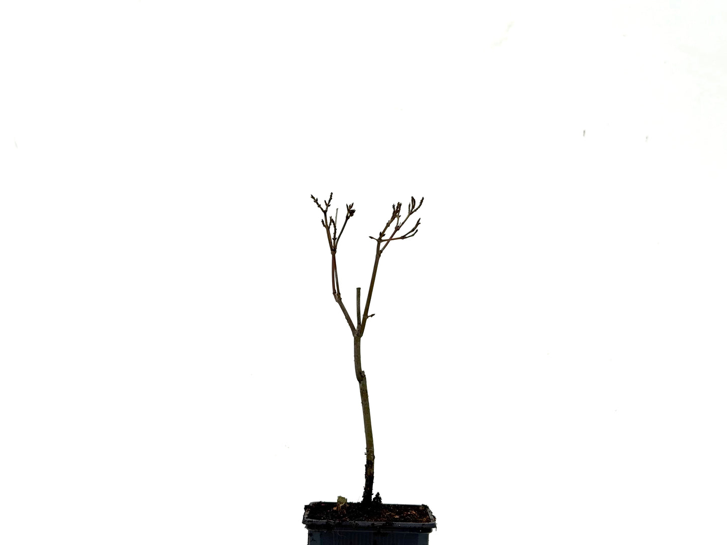 Acer Palmatum Yamamomiji