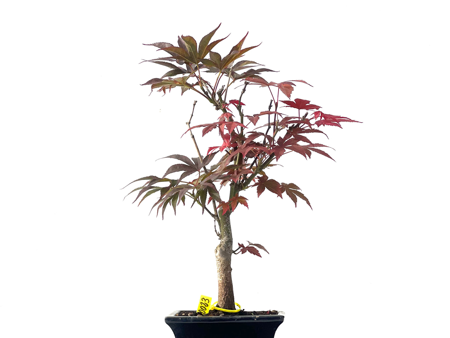 Acer Palmatum Atropurpureum 0023