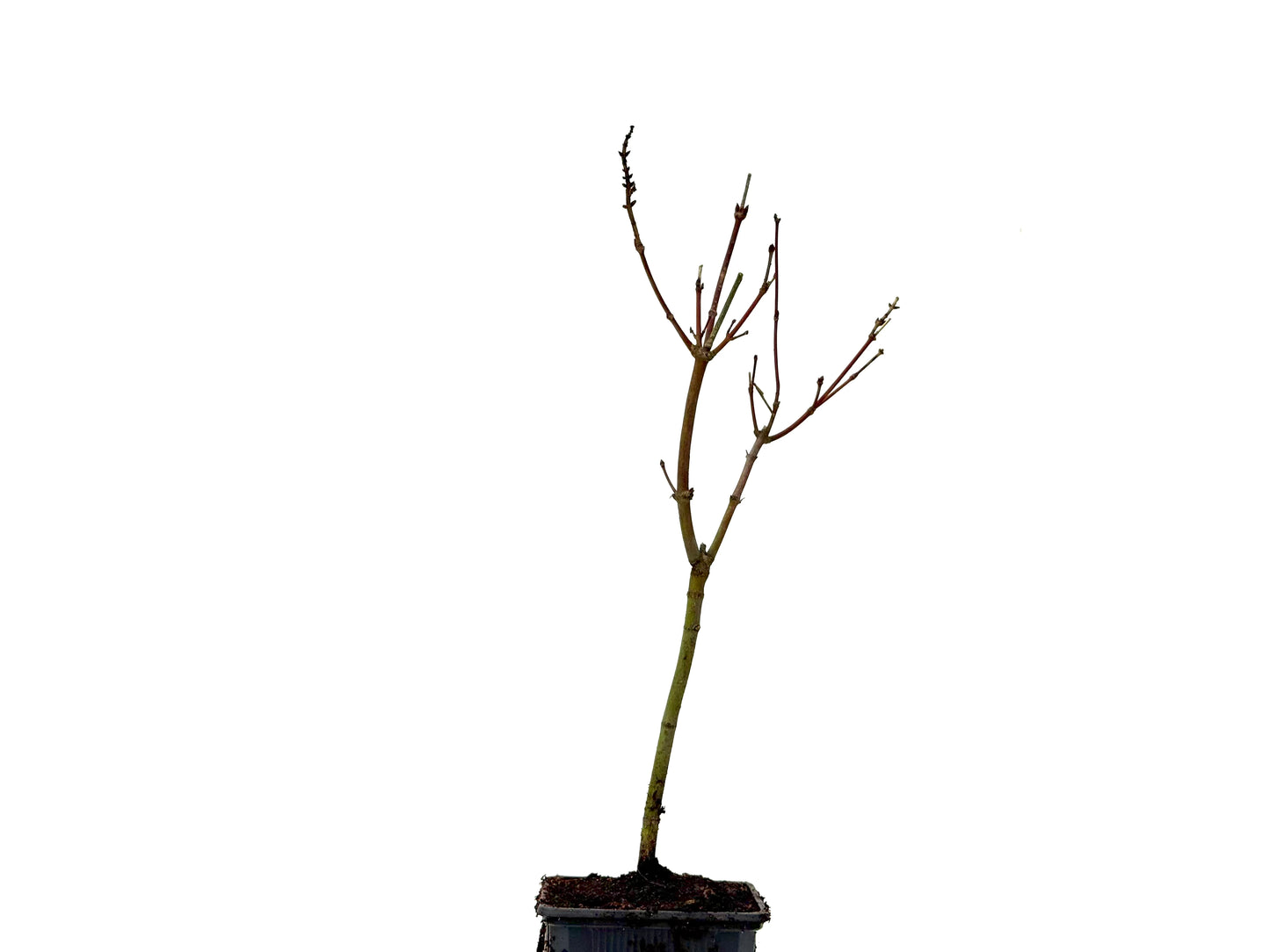 Acer Palmatum Yamamomiji