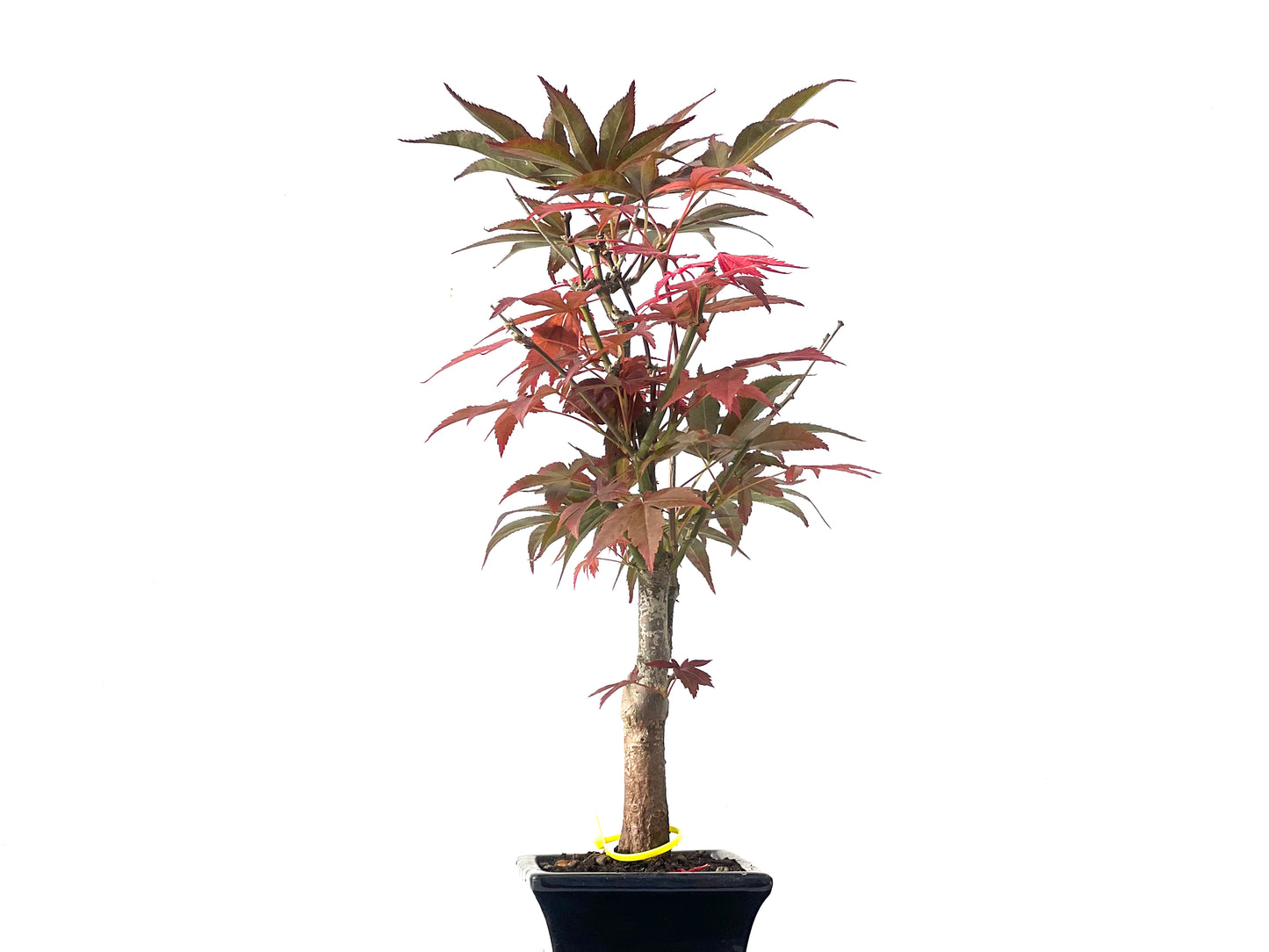 Acer Palmatum Atropurpureum 0023