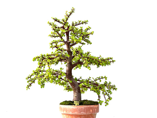 Portulacaria Afra 2377