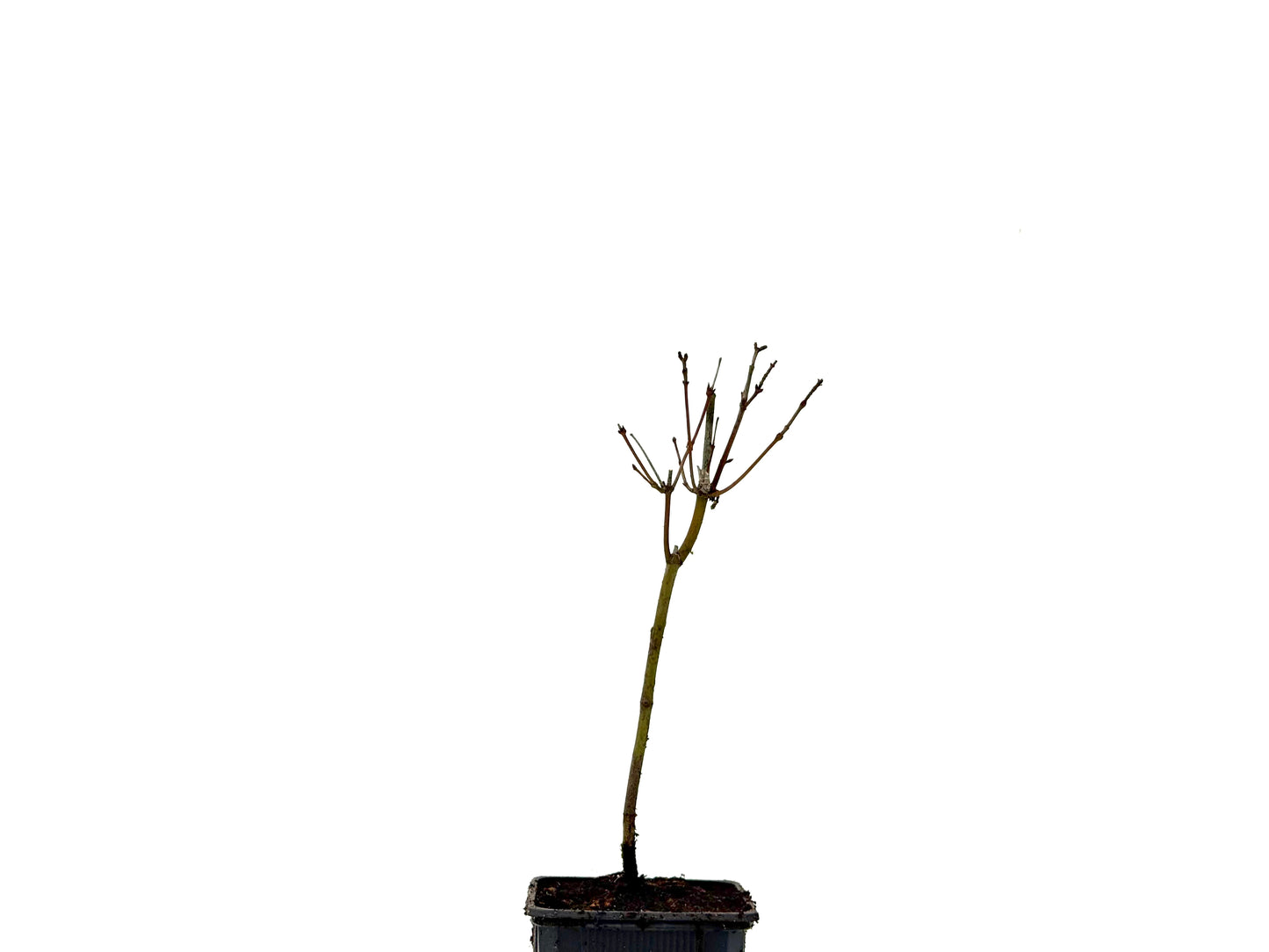 Acer Palmatum Yamamomiji