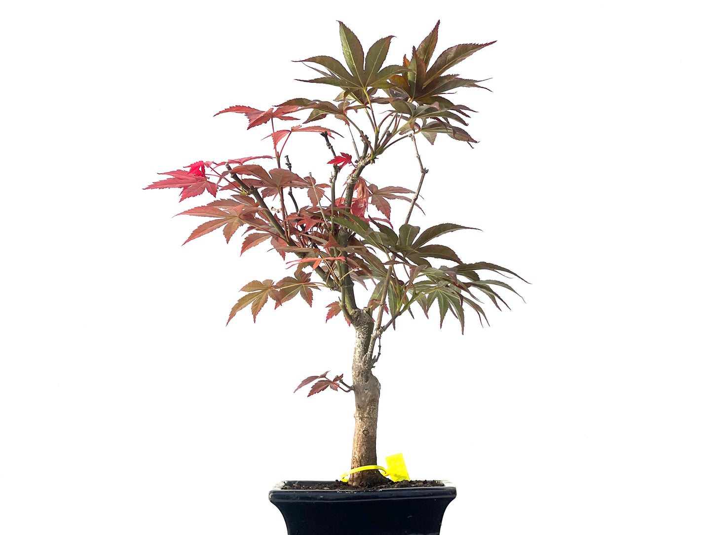 Acer Palmatum Atropurpureum 0023