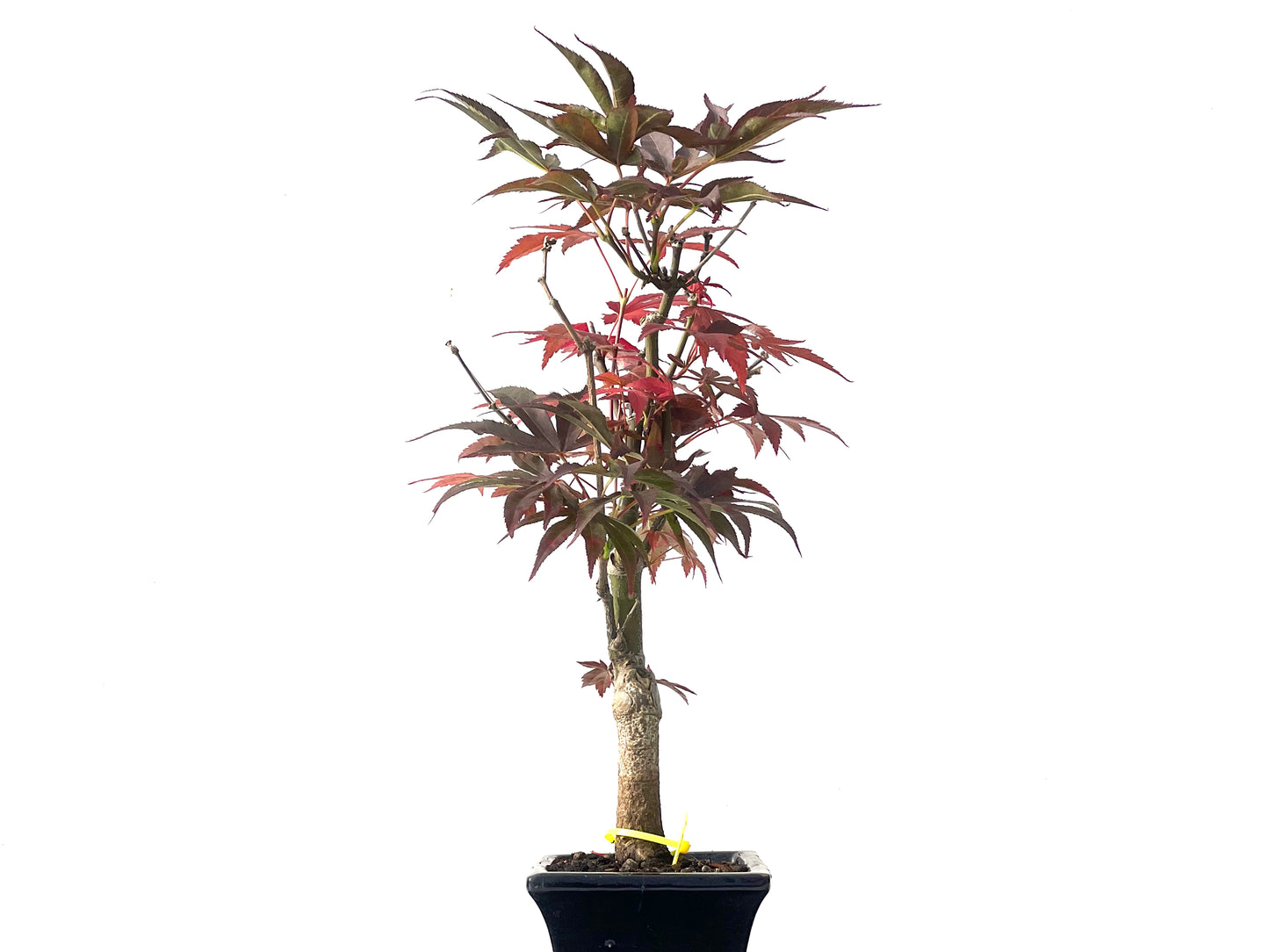 Acer Palmatum Atropurpureum 0023