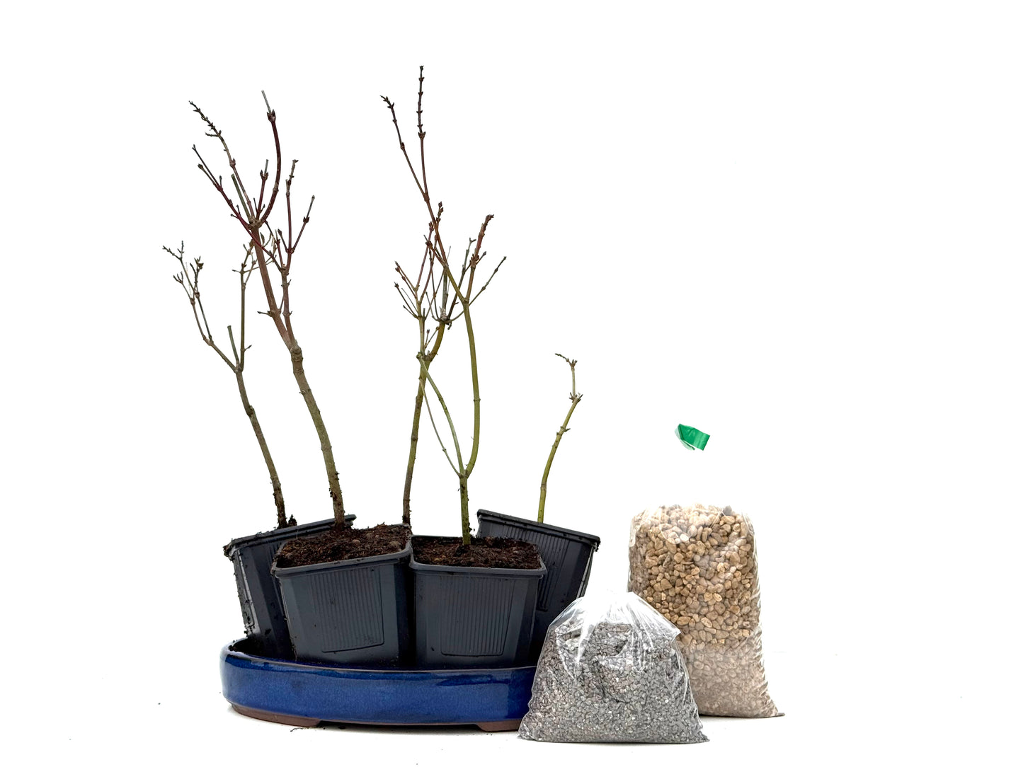 BohePack- Bosque Acer Palmatum Yamamomiji