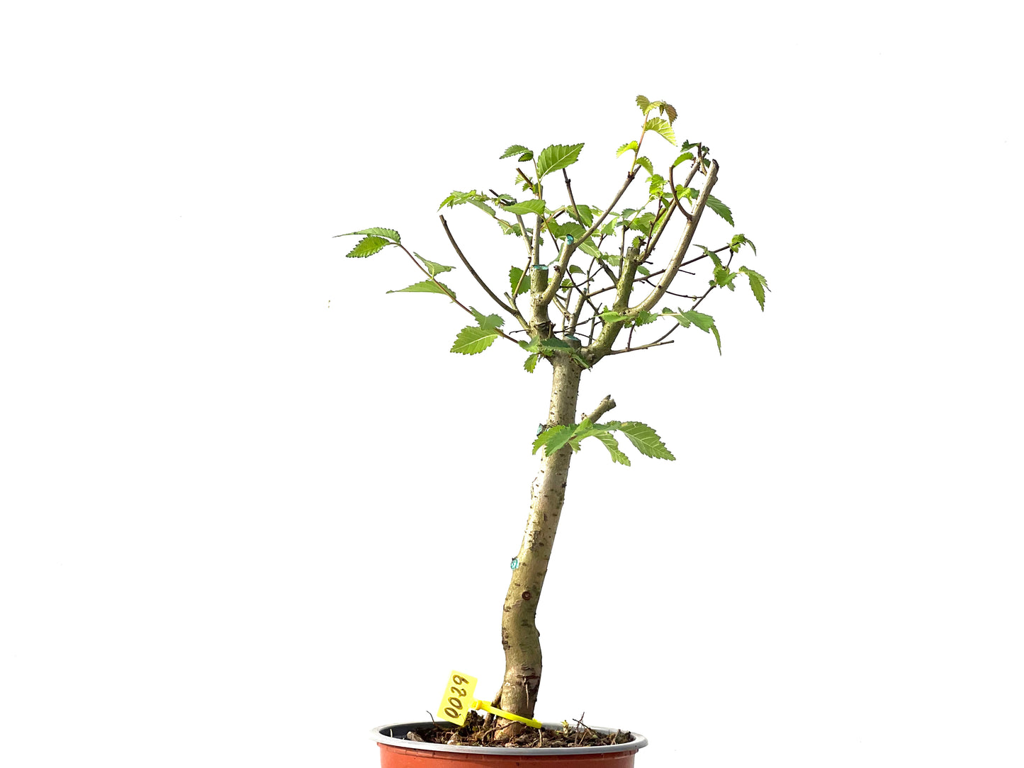 Ulmus Minor 0029