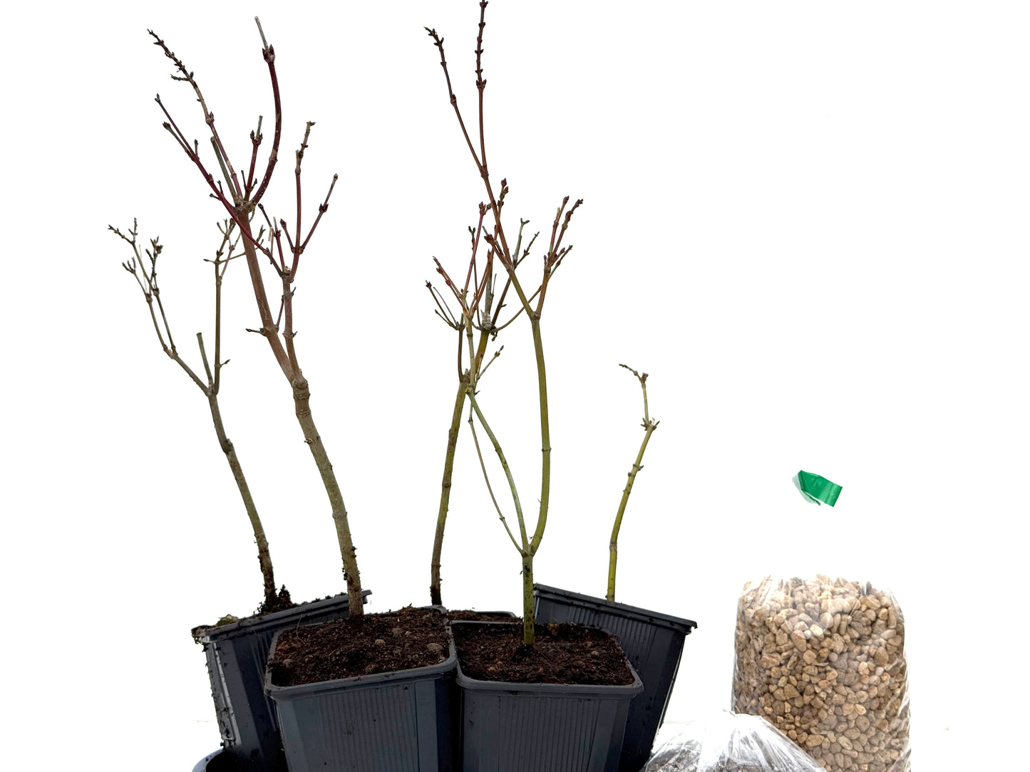 BohePack- Bosque Acer Palmatum Yamamomiji