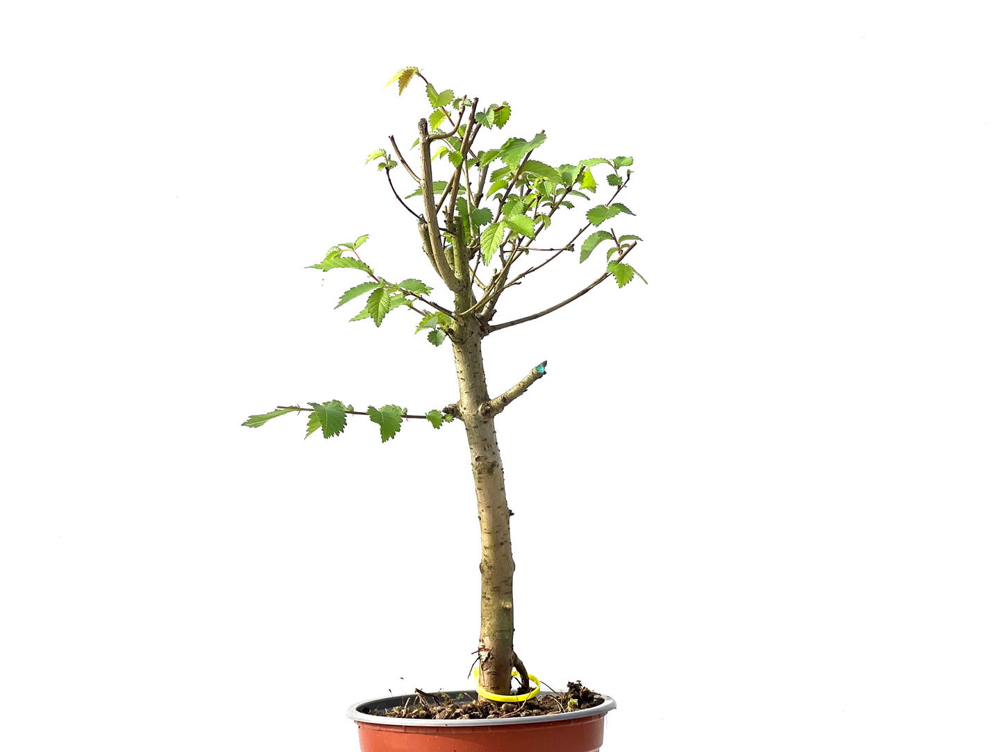Ulmus Minor 0029