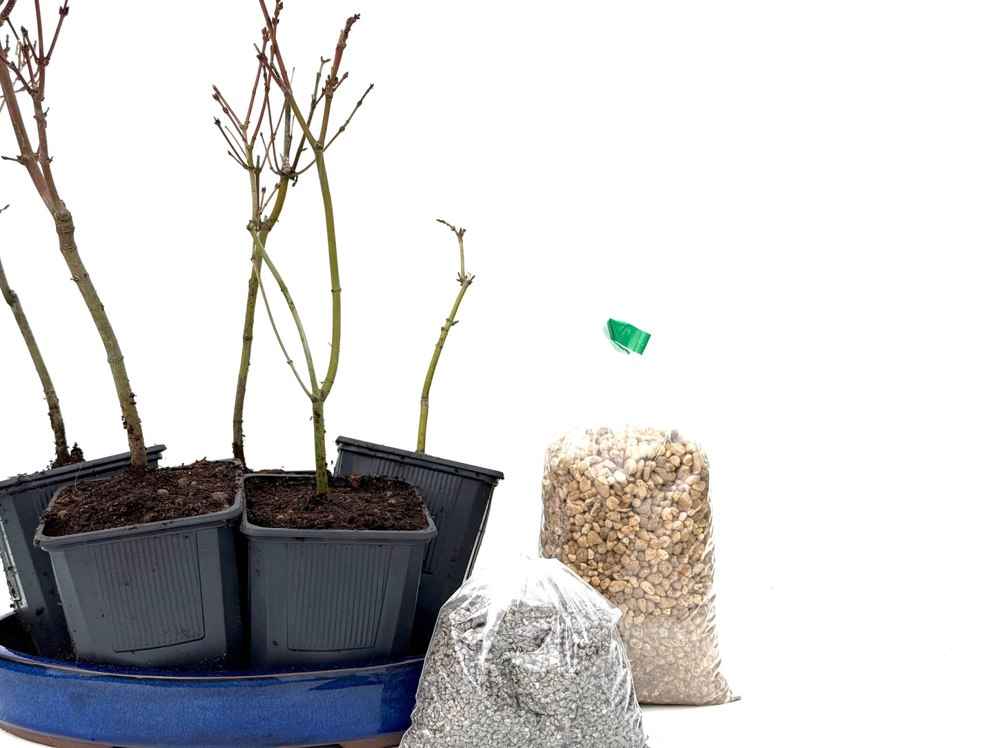 BohePack- Bosque Acer Palmatum Yamamomiji