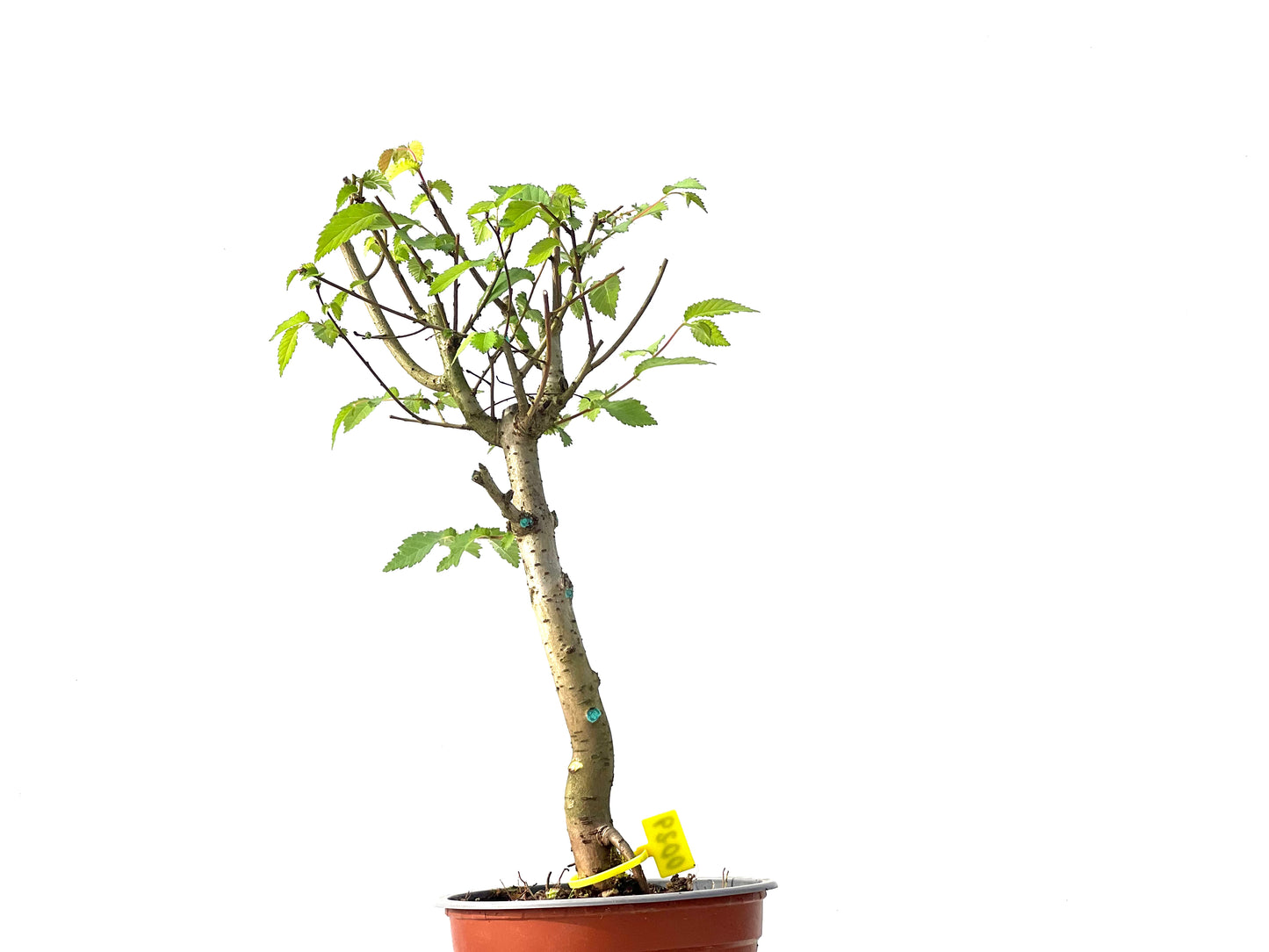 Ulmus Minor 0029