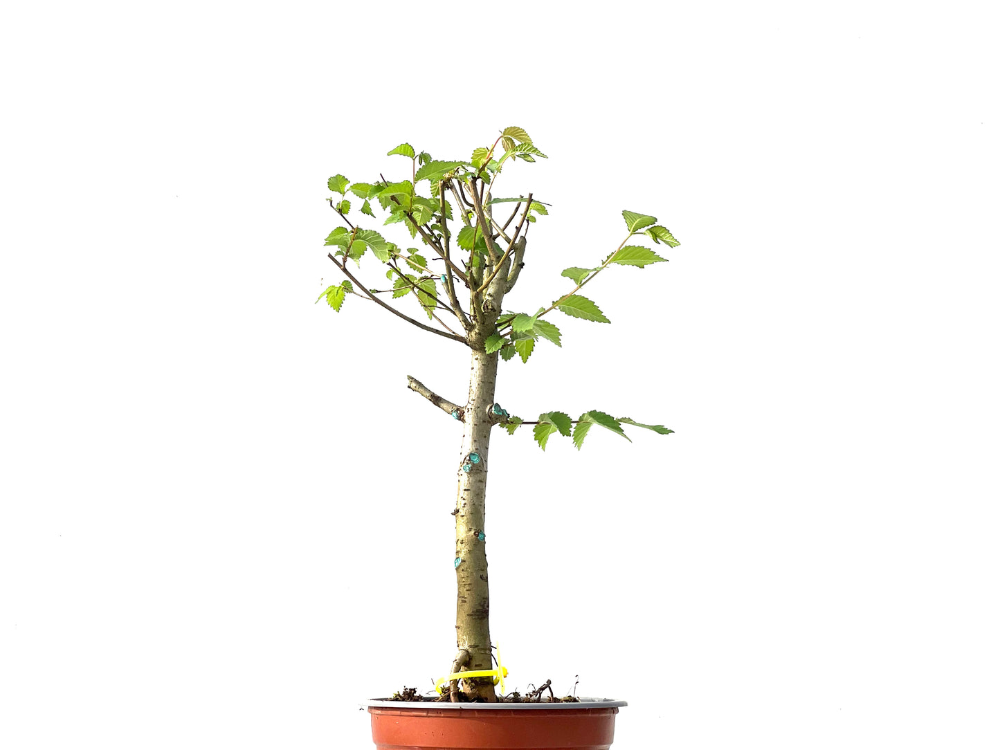 Ulmus Minor 0029