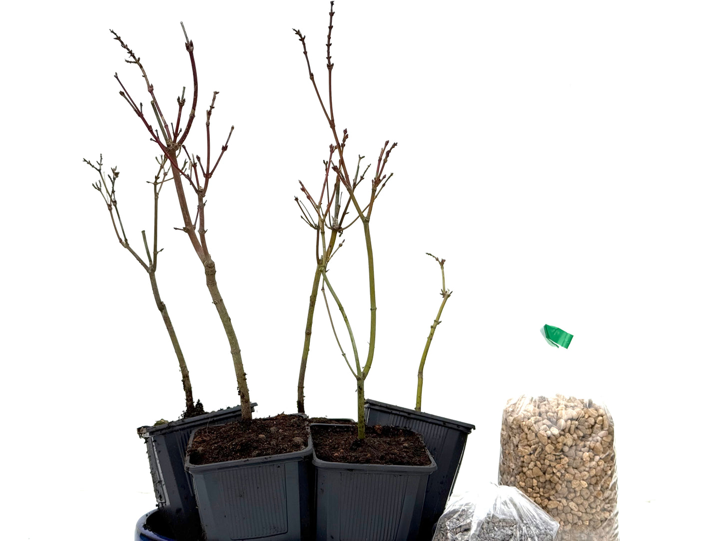 BohePack- Bosque Acer Palmatum Yamamomiji