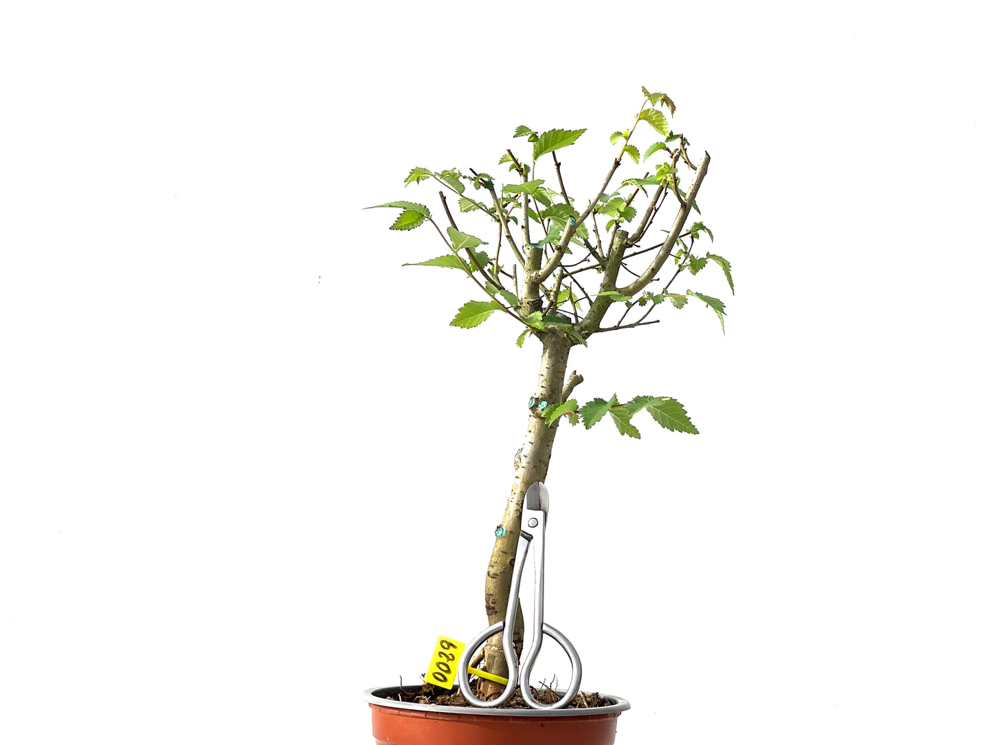 Ulmus Minor 0029