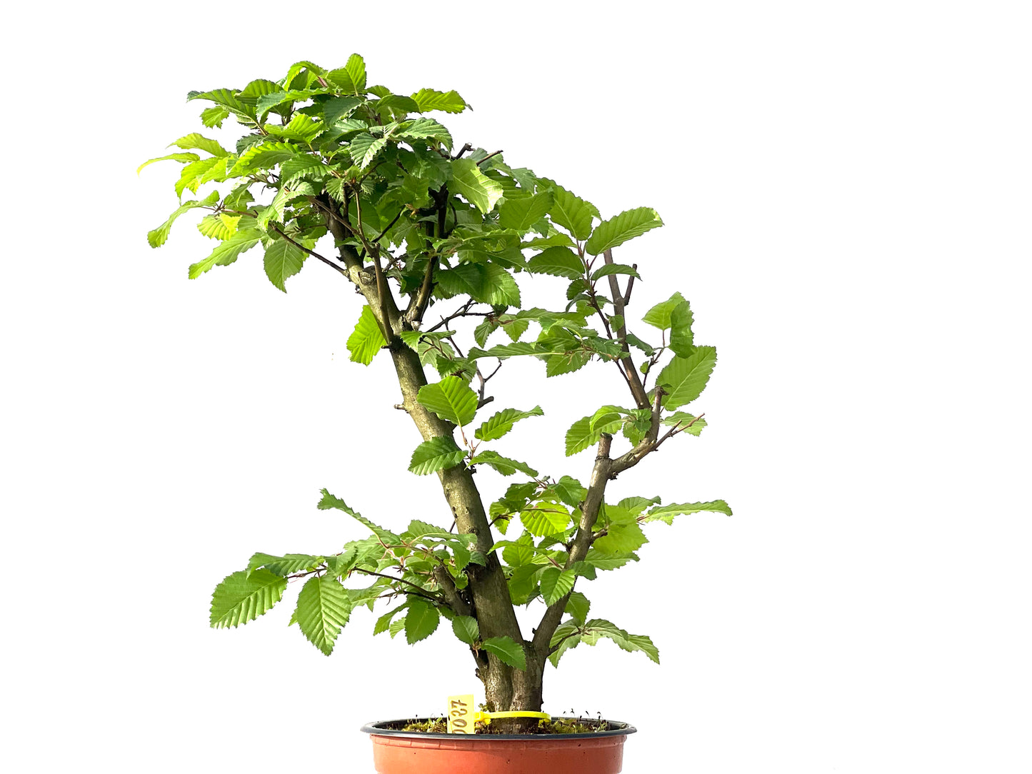 Carpinus Betulus 0027