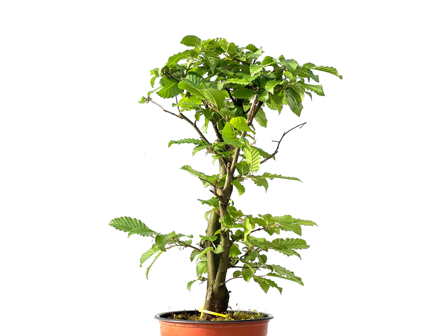 Carpinus Betulus 0027