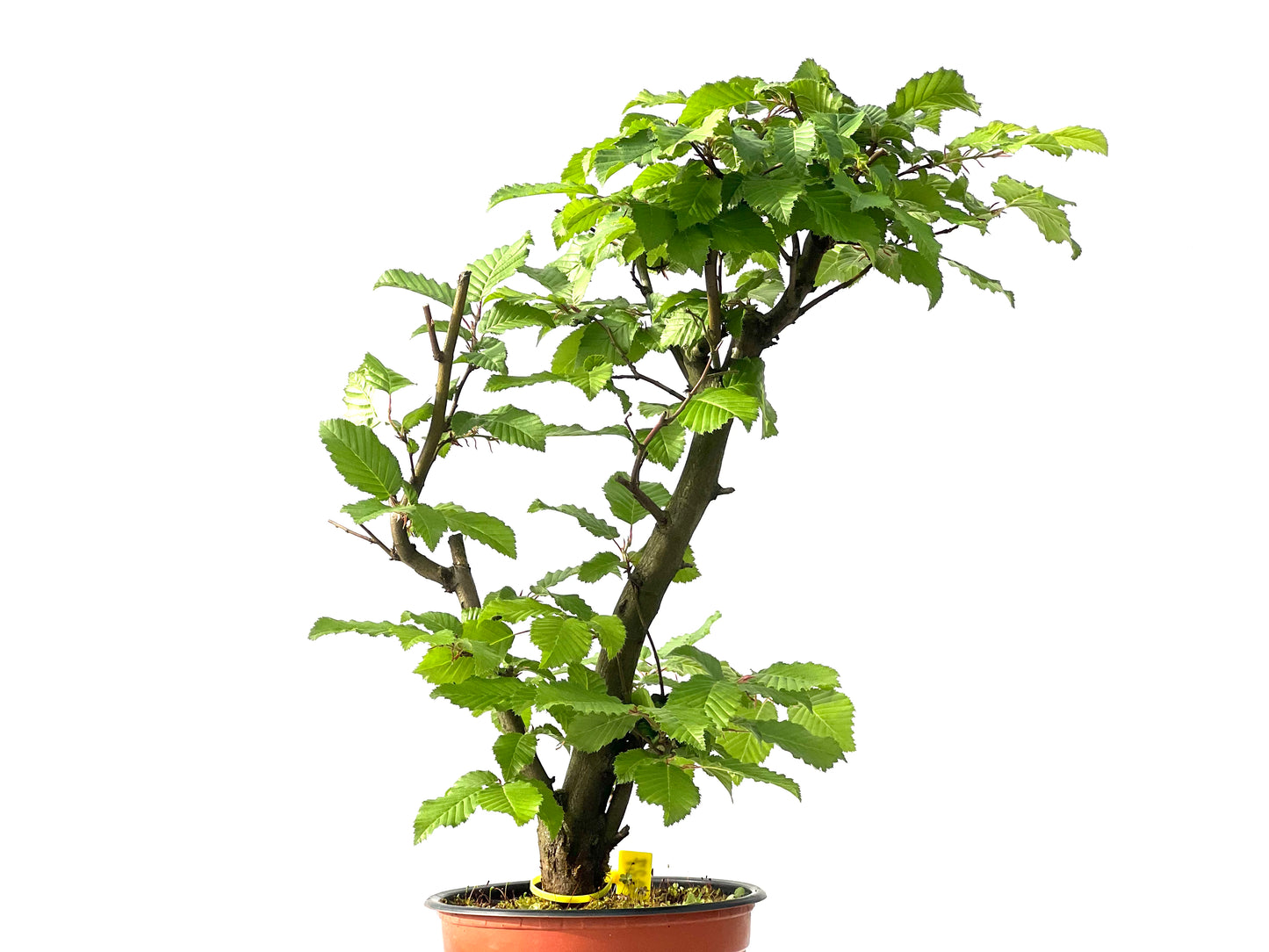 Carpinus Betulus 0027