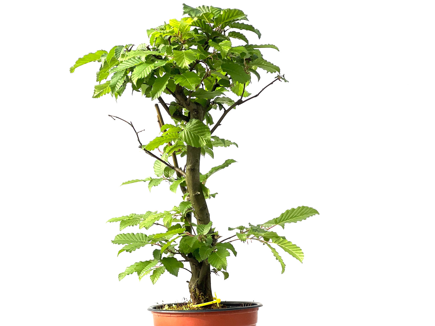 Carpinus Betulus 0027