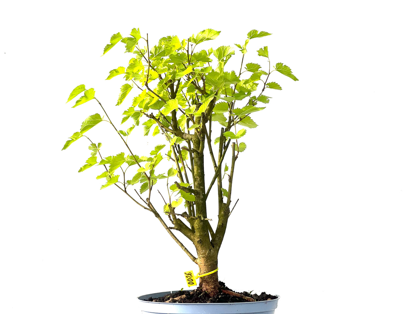 Morus Alba 0026
