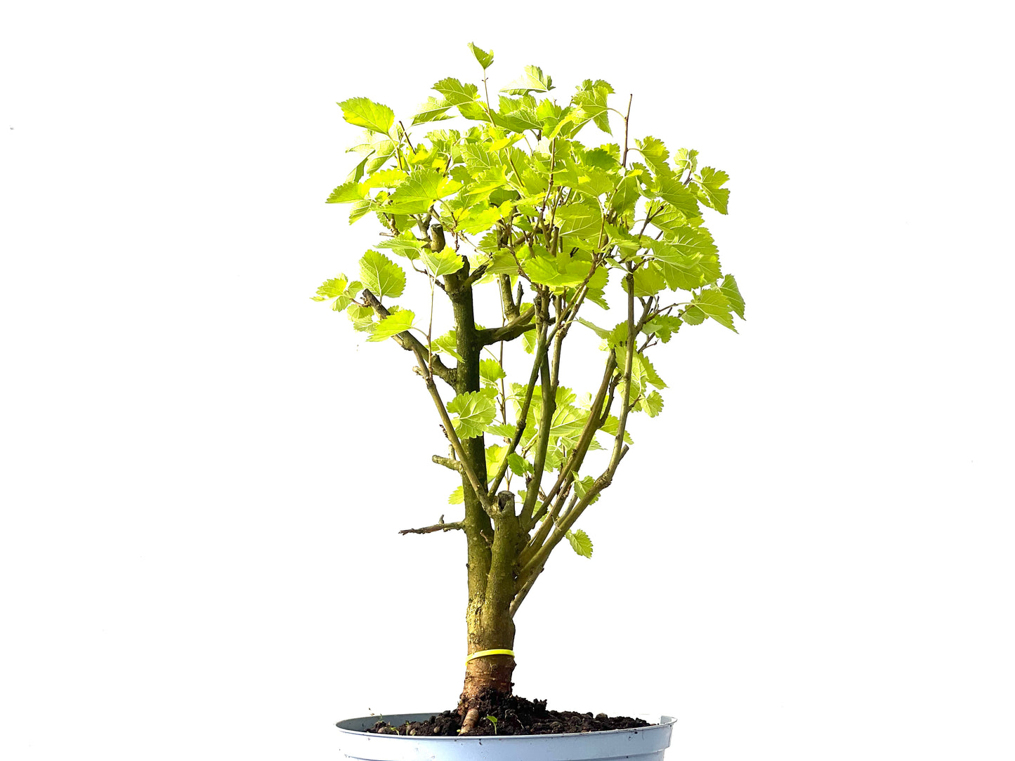 Morus Alba 0026