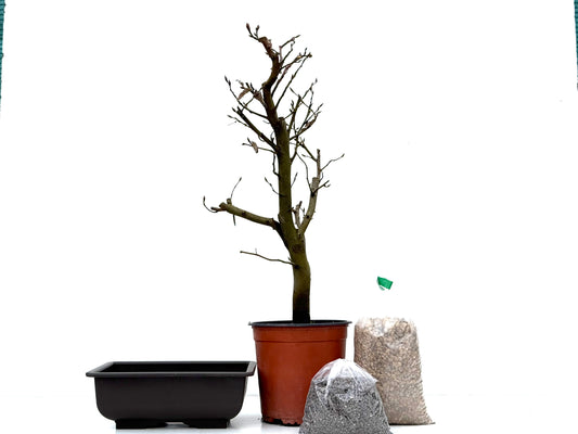 BohePack - Carpinus Betulus