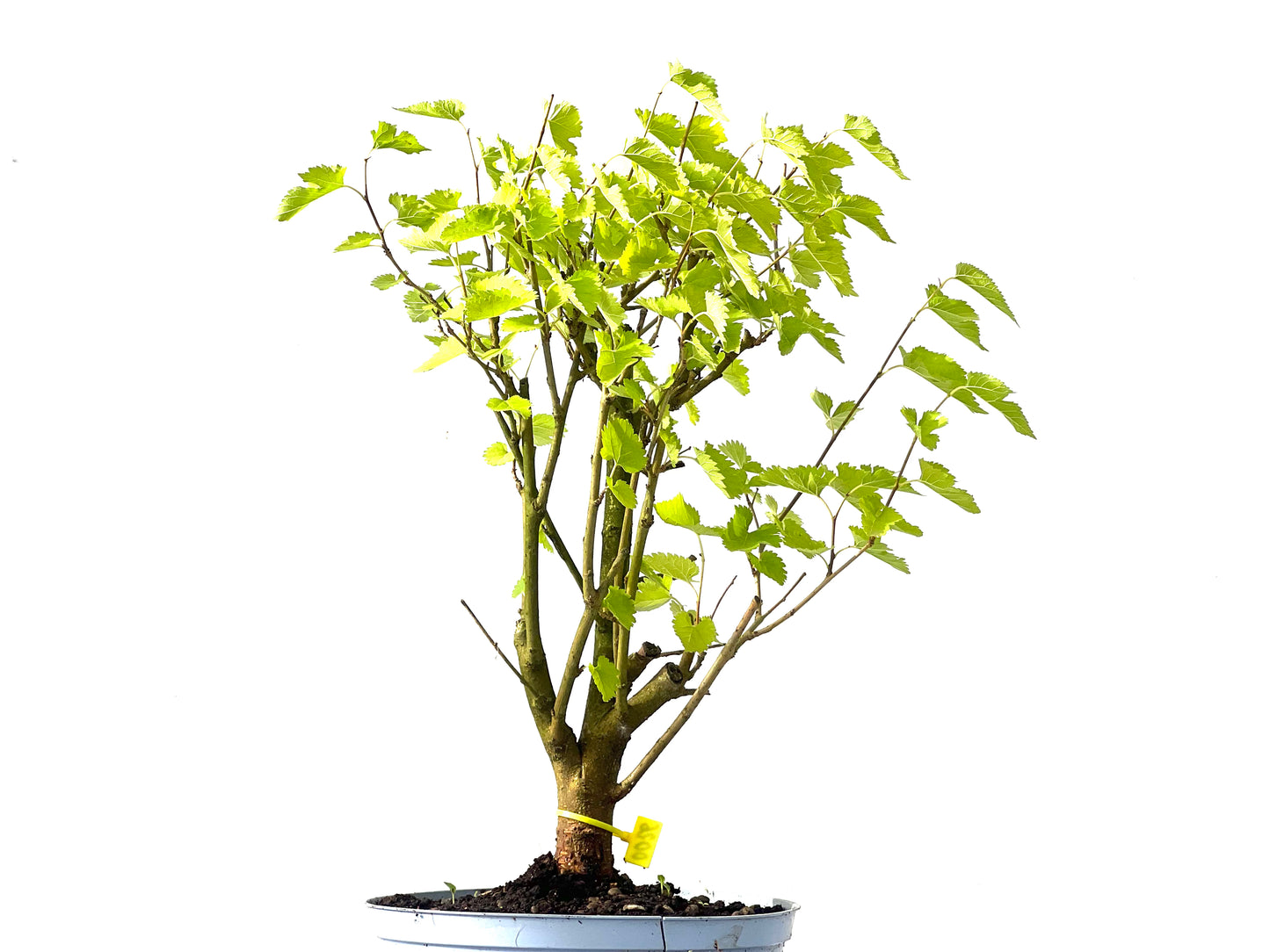 Morus Alba 0026