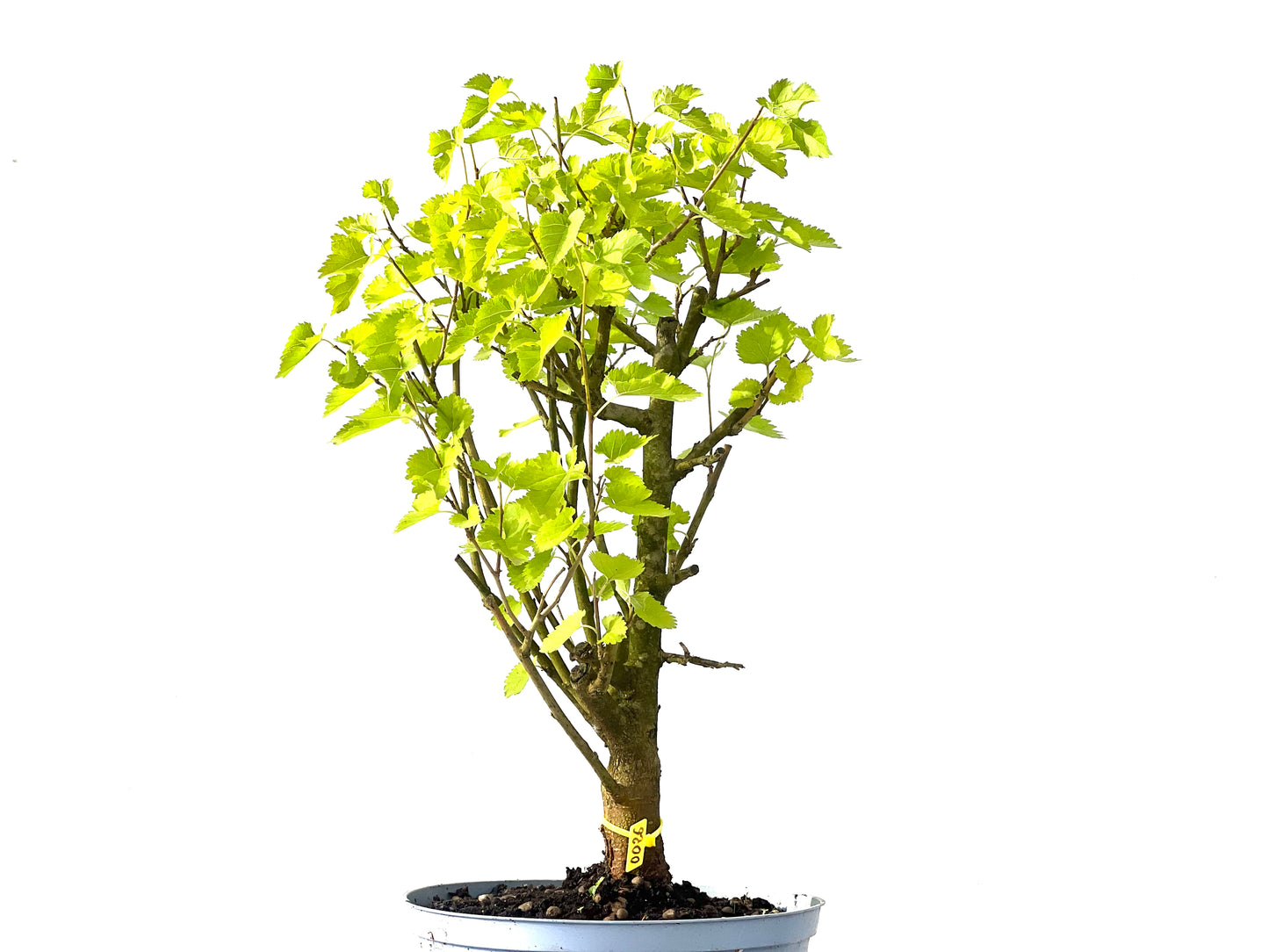 Morus Alba 0026
