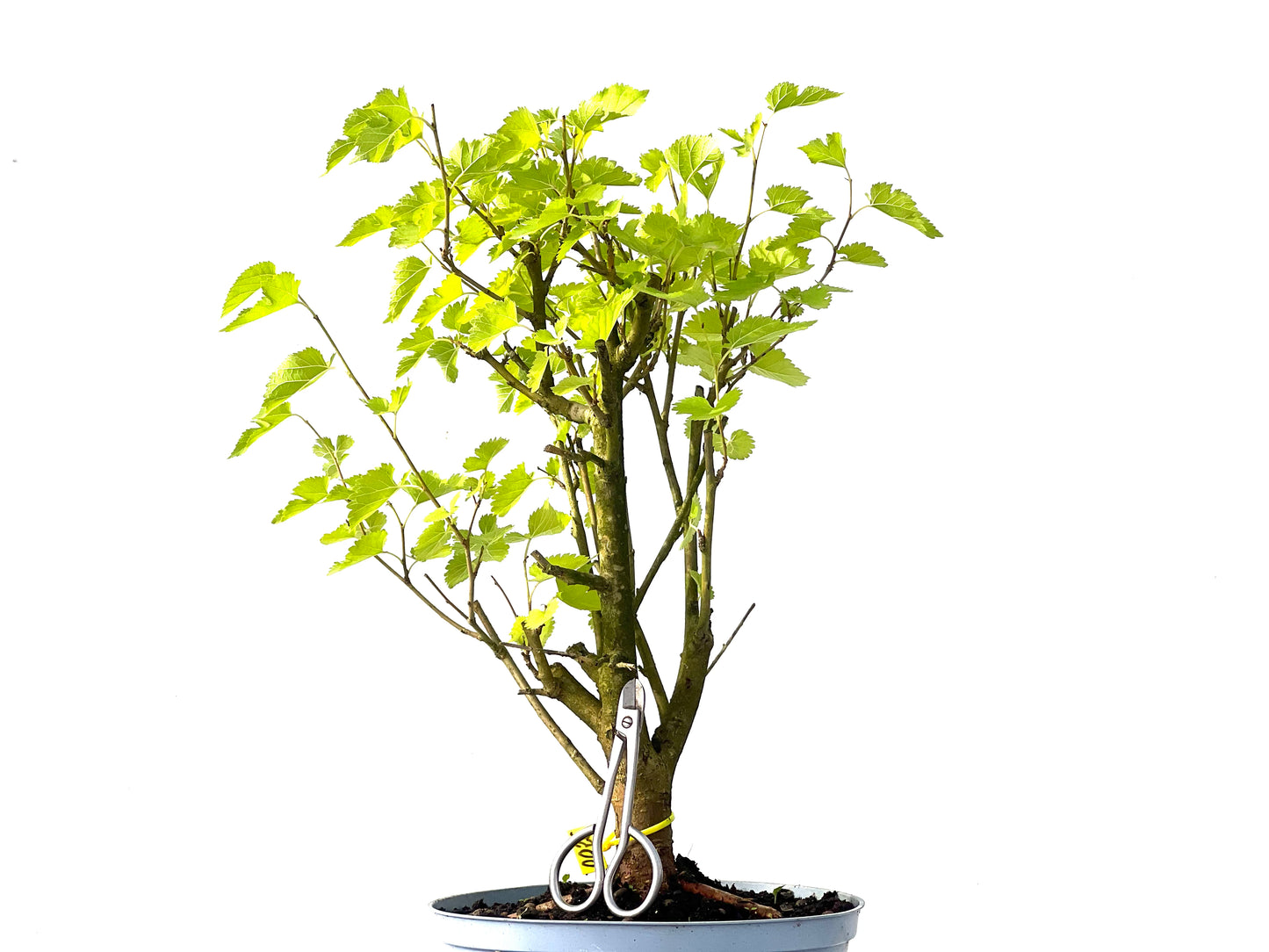 Morus Alba 0026
