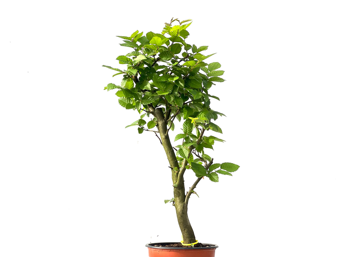 Carpinus Betulus 0031