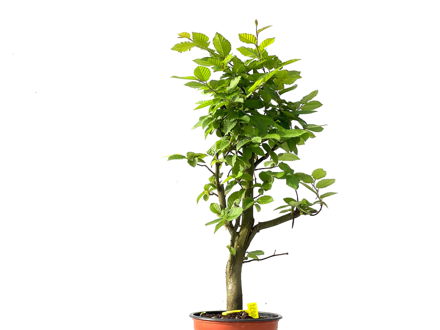 Carpinus Betulus 0031