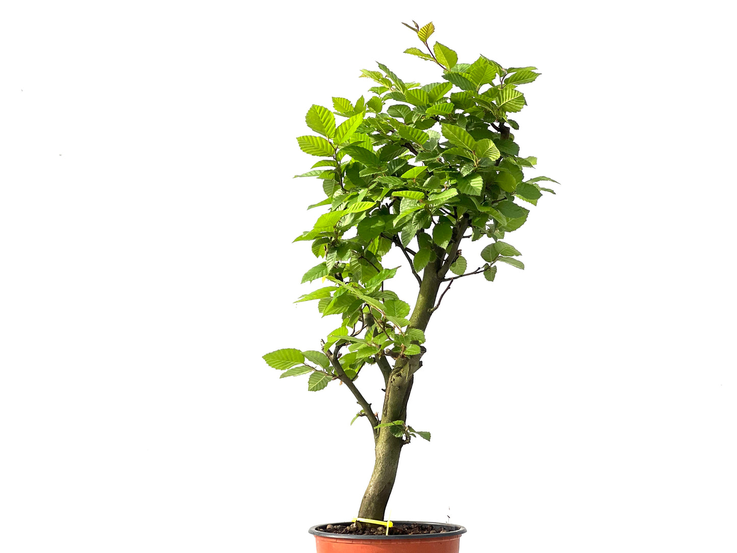 Carpinus Betulus 0031