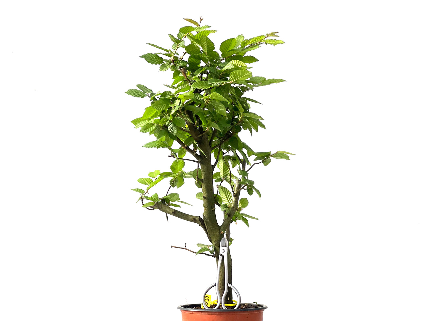 Carpinus Betulus 0031