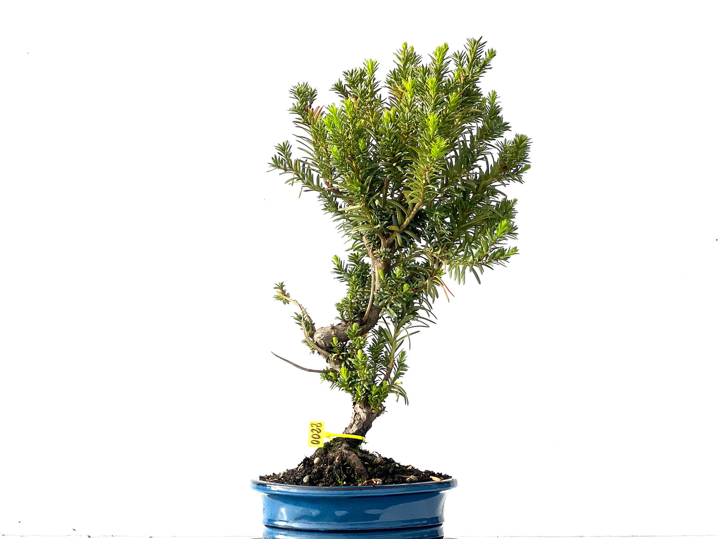 Taxus Baccata 0022