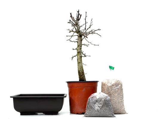 BohePack - Crataegus