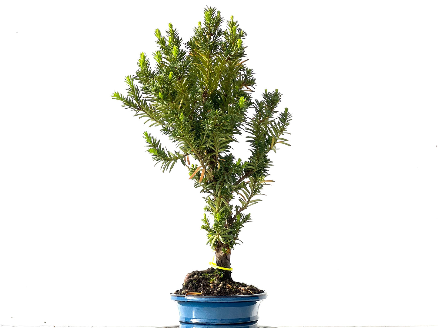 Taxus Baccata 0022