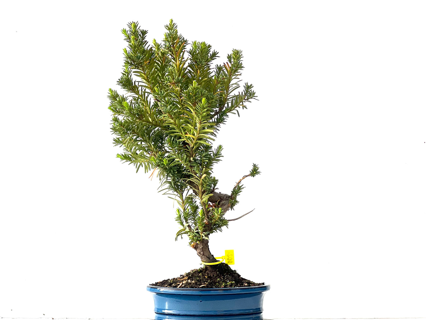 Taxus Baccata 0022