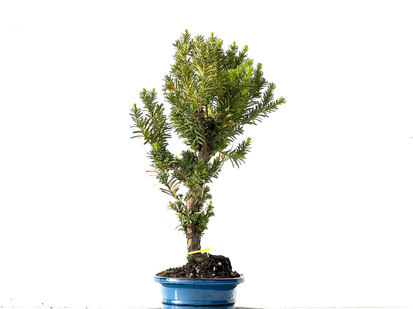 Taxus Baccata 0022