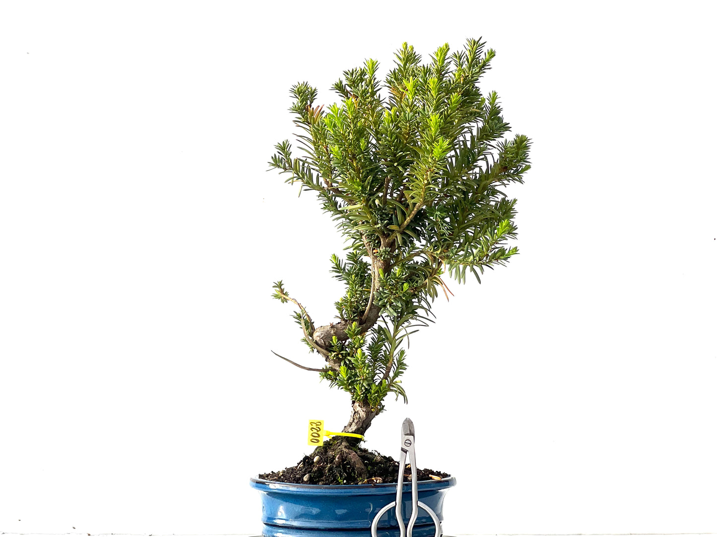 Taxus Baccata 0022