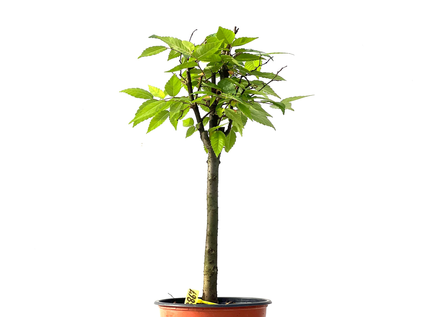 Zelkova Serrata 3867