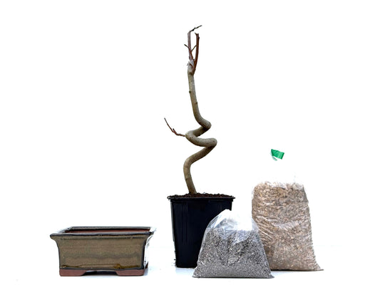 BohePack - Liquidambar