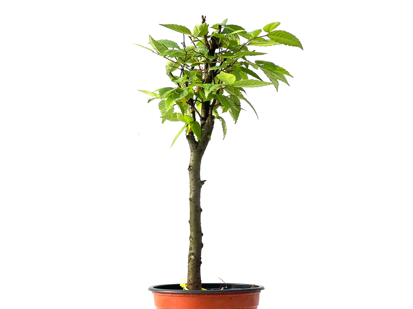 Zelkova Serrata 3867