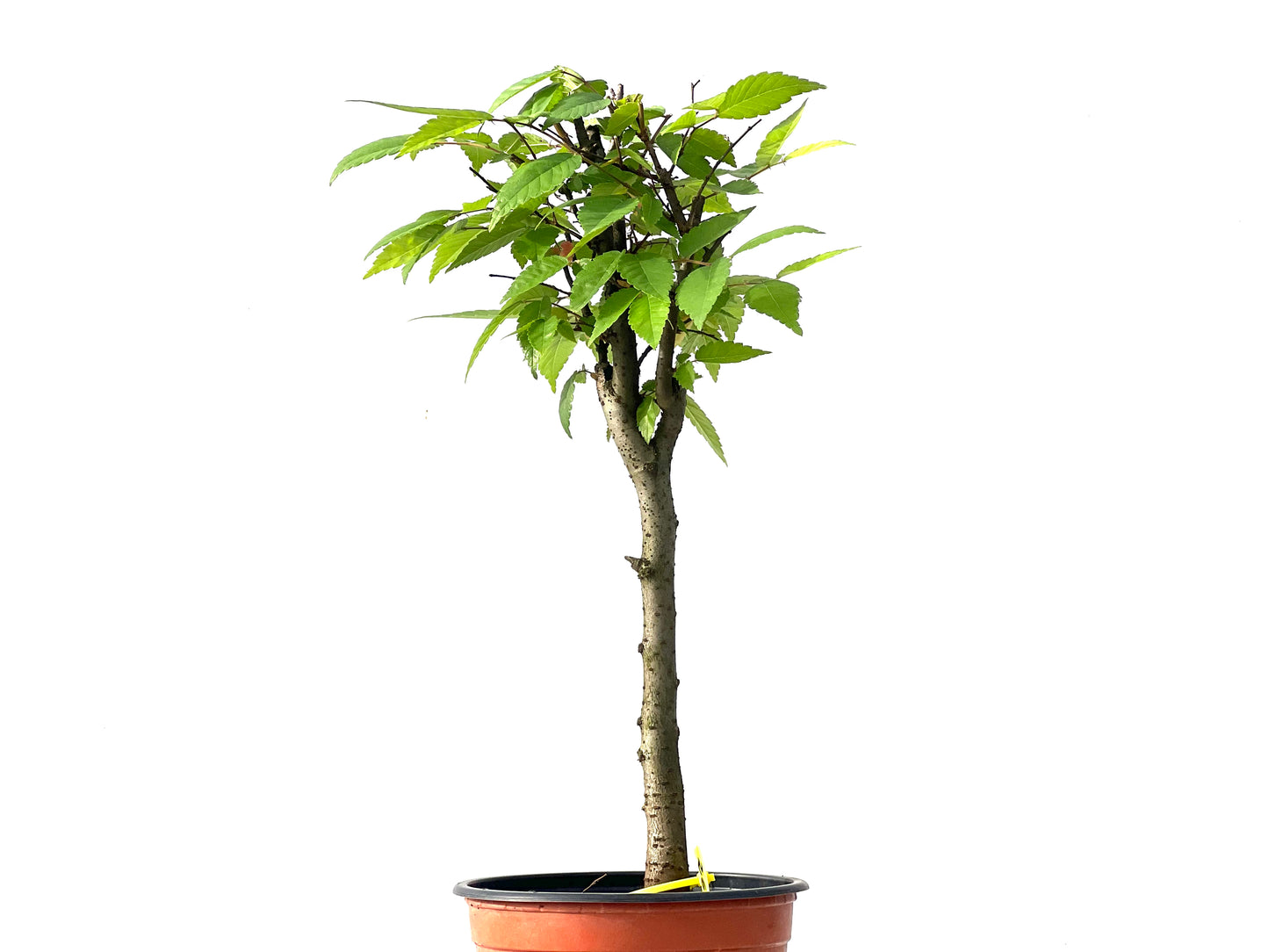 Zelkova Serrata 3867