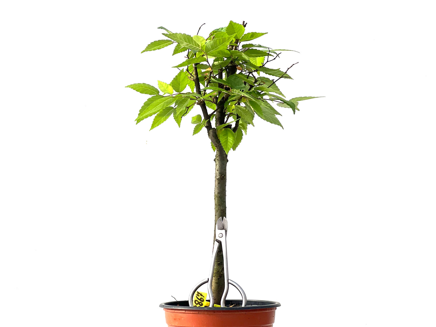 Zelkova Serrata 3867