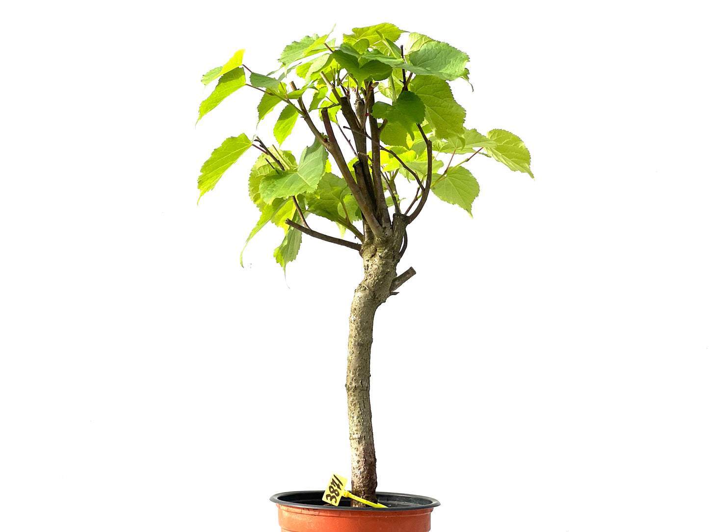 Tilo Cordata 3871