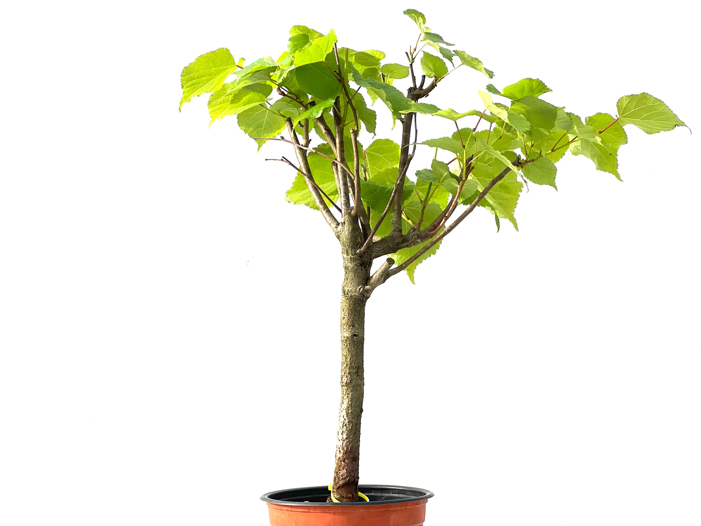 Tilo Cordata 3871