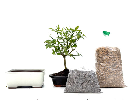 BohePack - Jasminum Nudiflorum