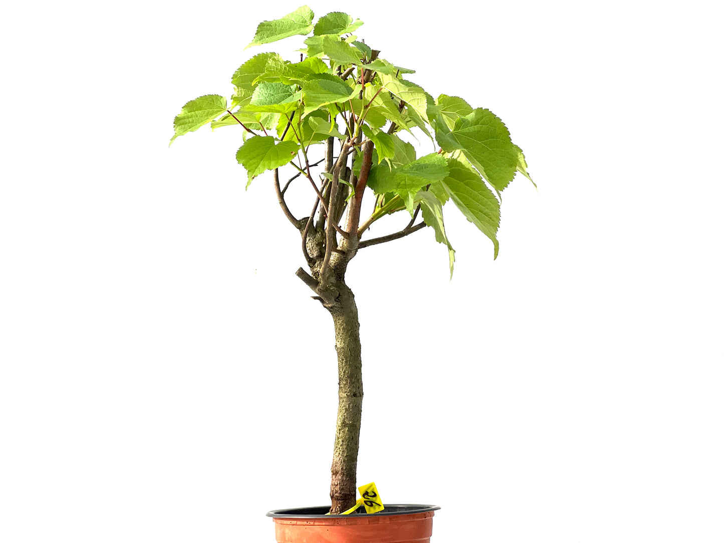 Tilo Cordata 3871