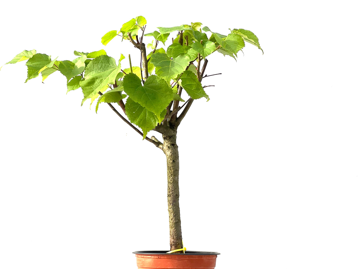 Tilo Cordata 3871