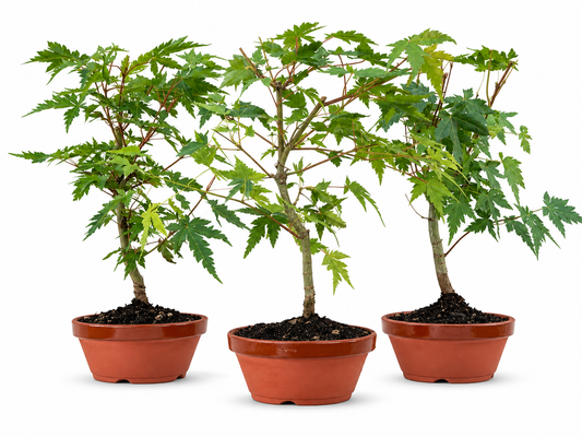Acer Palmatum (aleatorio)