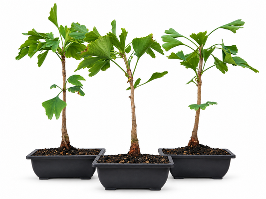 Ginkgo Biloba (aleatorio)
