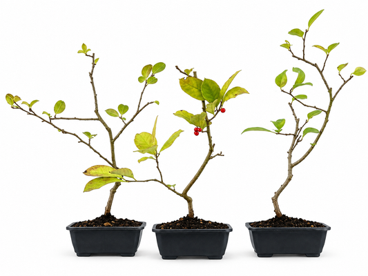 Ilex Serrata (aleatorio)